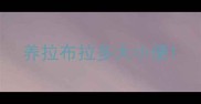 养拉布拉多大小便