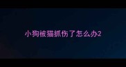 小狗被猫抓伤了怎么办