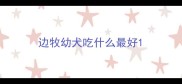 边牧幼犬吃什么最好