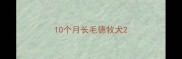 10个月长毛德牧犬