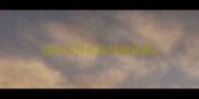 成年拉布拉多特别安静