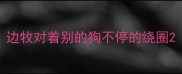 边牧对着别的狗不停的绕圈
