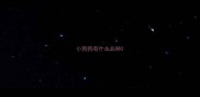 小狗狗有什么品种