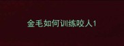 金毛如何训练咬人
