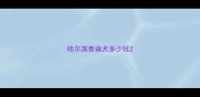 哈尔滨泰迪犬多少钱