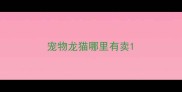 宠物龙猫哪里有卖