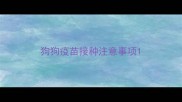 狗狗疫苗接种注意事项