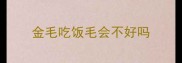 金毛吃饭毛会不好吗