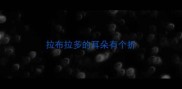 拉布拉多的耳朵有个折