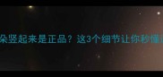 边境牧羊犬耳朵竖起来是正品这3个细节让你秒懂边牧耳朵秘密