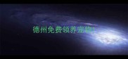 德州免费领养宠物