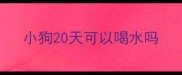小狗20天可以喝水吗
