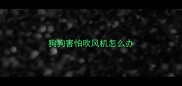 狗狗害怕吹风机怎么办