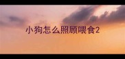 小狗怎么照顾喂食