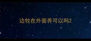 边牧在外面养可以吗