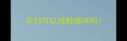 孕妇可以接触猫咪吗