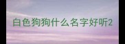 白色狗狗什么名字好听