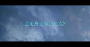 金毛身上有红色点