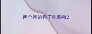 两个月的狗干吃狗粮
