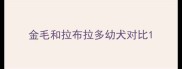 金毛和拉布拉多幼犬对比