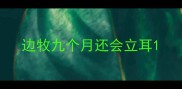 边牧九个月还会立耳
