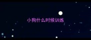 小狗什么时候训练