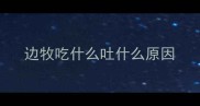 边牧吃什么吐什么原因