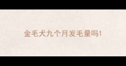 金毛犬九个月发毛量吗