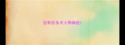 拉布拉多犬小狗病症