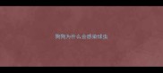 狗狗为什么会感染球虫