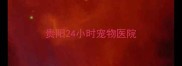 贵阳24小时宠物医院