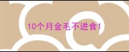 10个月金毛不进食