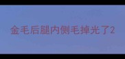金毛后腿内侧毛掉光了
