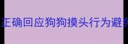 哈士奇互动指南如何正确回应狗狗摸头行为避免被咬宠物安全必读
