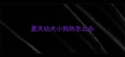 夏天幼犬小狗热怎么办