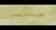 公边牧几个月可以交配