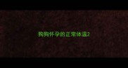 狗狗怀孕的正常体温