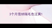 3个月雪纳瑞毛色泛黄