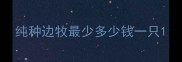 纯种边牧最少多少钱一只