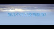狗几个月打疫苗驱虫