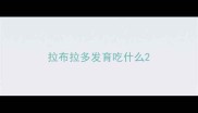 拉布拉多发育吃什么