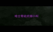哈士奇幼犬细小叫