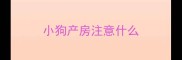 小狗产房注意什么
