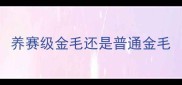 养赛级金毛还是普通金毛