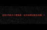 边牧2月龄大小便指南幼犬如厕训练全攻略