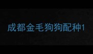 成都金毛狗狗配种