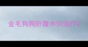 金毛狗狗肝腹水穷治疗