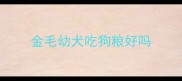 金毛幼犬吃狗粮好吗