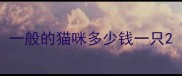 一般的猫咪多少钱一只