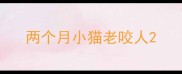 两个月小猫老咬人